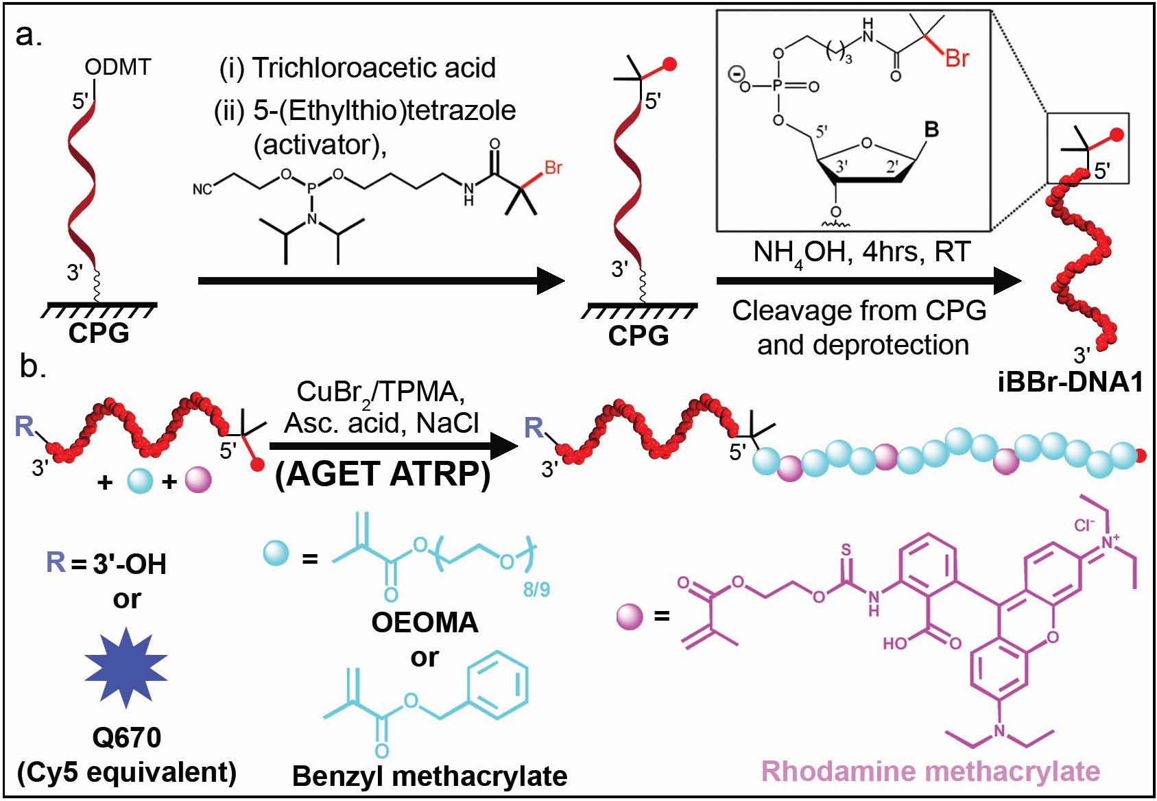 blockinhg from DNA